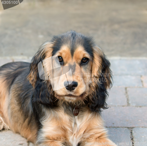 Image of English Cocker Spaniel Puppy