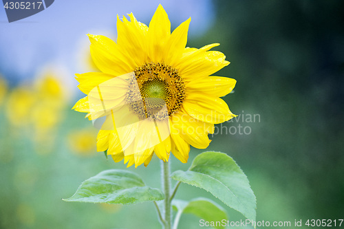 Image of Close up sunflower