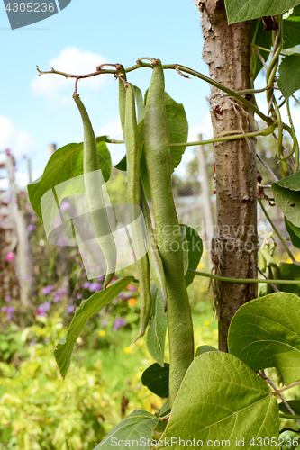 Image of Long runner beans hanging from the vine