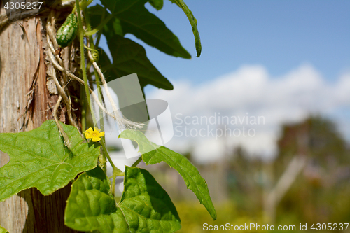 Image of Small yellow flower on cucamelon vine