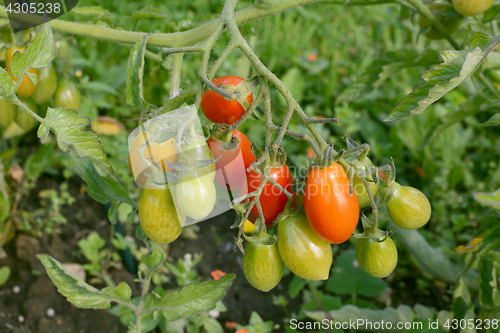 Image of Rainbow cherry plum tomato truss with many fruits 