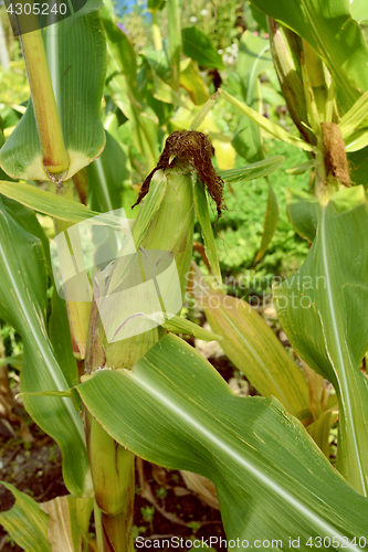 Image of Mature sweetcorn cob with brown silk 