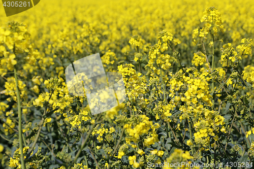 Image of Yellow flowers winter cress