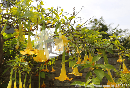 Image of Yellow brugmansia named angels trumpet or Datura flower