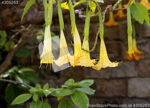 Image of Yellow brugmansia named angels trumpet or Datura flower