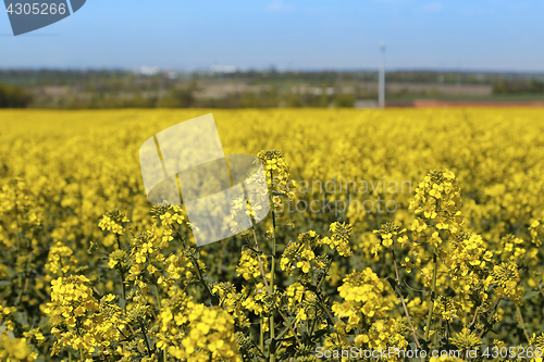 Image of Field of flowers winter cress