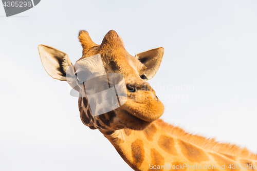 Image of giraffe in africa