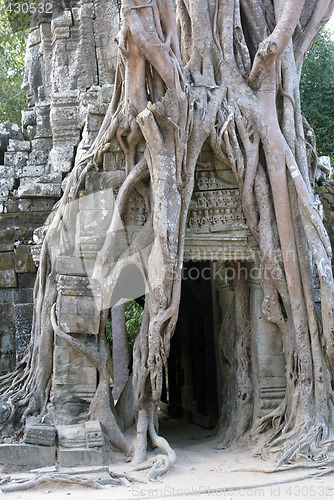 Image of Roots