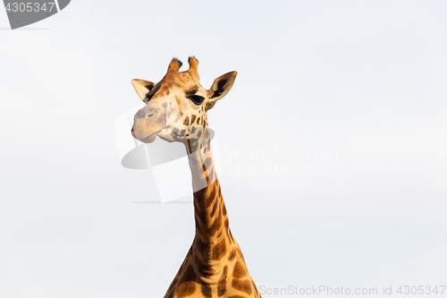 Image of giraffe in africa