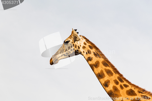 Image of giraffe in africa