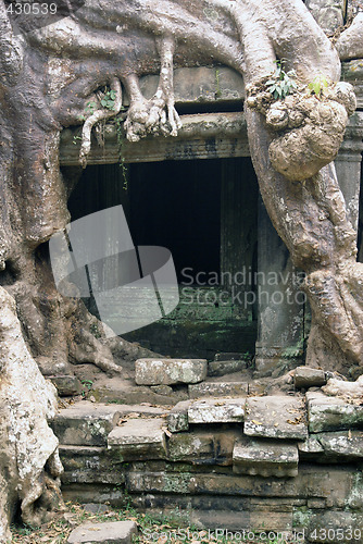 Image of Door, root, steps