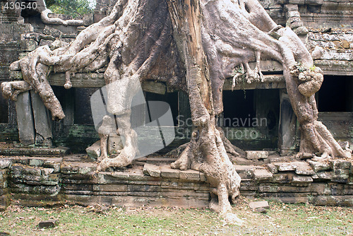 Image of Big temple and big roots
