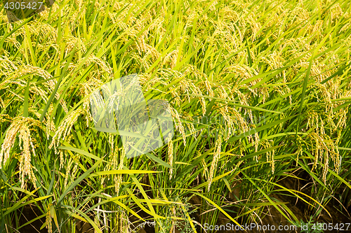 Image of Green paddy Rice farm