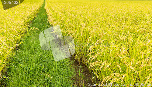 Image of Paddy rice meadow