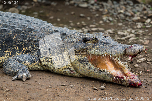 Image of Crocodile getting hurt