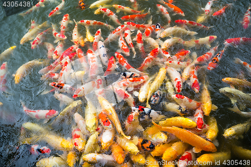 Image of Koi fish swimming 