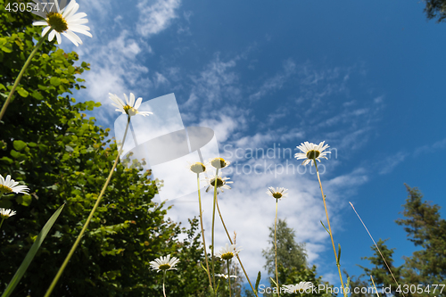 Image of Summer flowers from low angle view