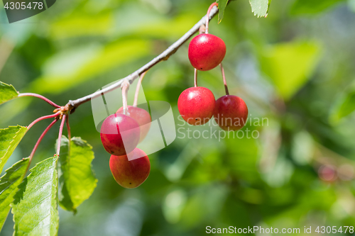 Image of Ripe growing cherries