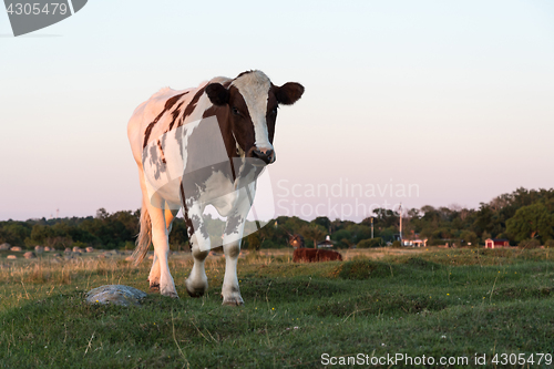 Image of Young cow in a low angle image