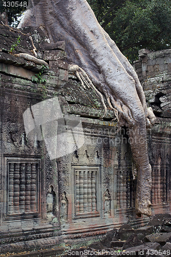 Image of Wall and big root, Cambodia