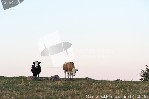 Image of Curious cows on top of a hill