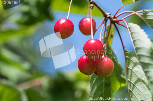 Image of Growing cherries on a twig