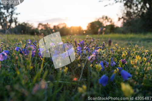 Image of Summer flowers by sunset