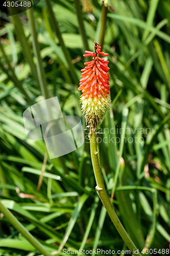 Image of Red Hot Poker
