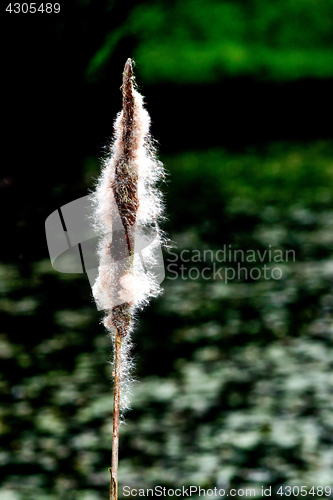 Image of Typha Latifolia