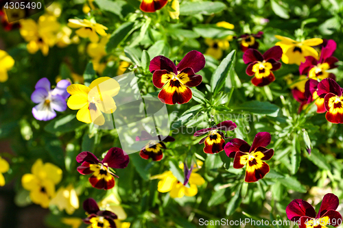 Image of Miniature Pansies