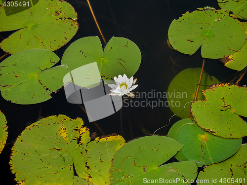 Image of Lily and Lily pads