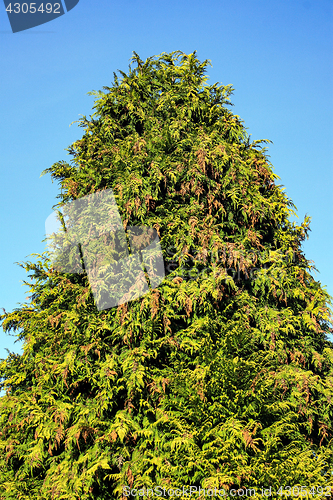 Image of Conifer Tree