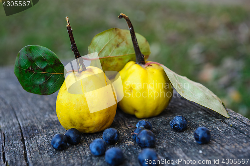 Image of Quince fuits and blackthorn berries on old wood background.