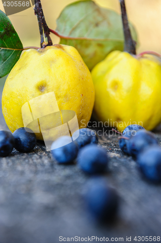 Image of Quince fuits and blackthorn berries on old wood background.