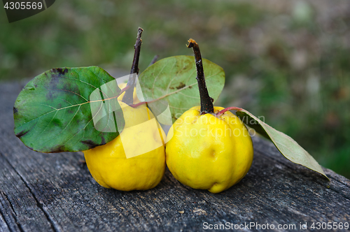 Image of Quince fuits and blackthorn berries on old wood background.