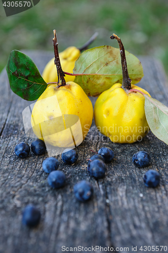 Image of Quince fuits and blackthorn berries on old wood background.