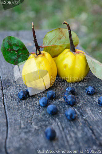 Image of Quince fuits and blackthorn berries on old wood background.