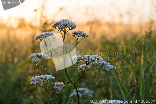 Image of White summer flower close up by sunset