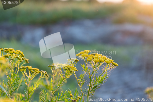 Image of Beautiful tansy flowers closeup