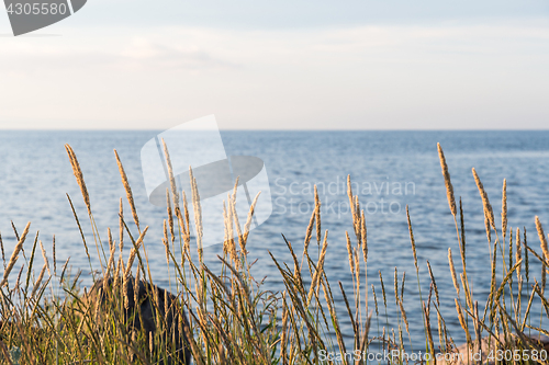 Image of Sunlit grass straws by the coast