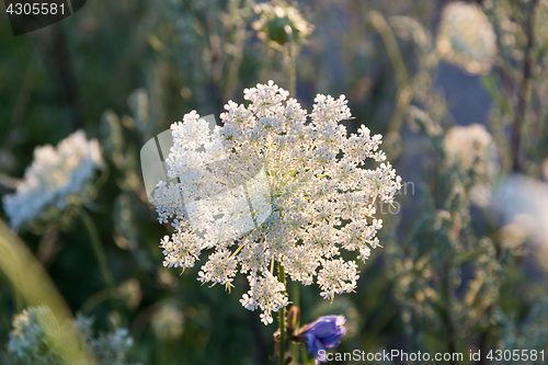 Image of Beautiful flower pattern