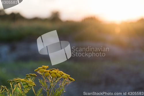 Image of Tansy flower close up