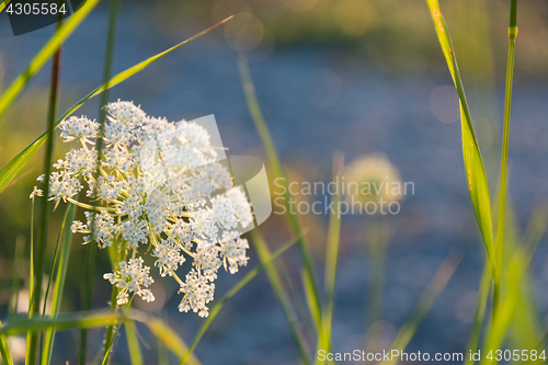 Image of Beautiful summer flower