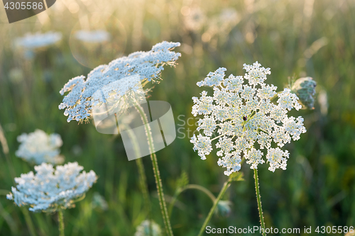 Image of White summer flower close up