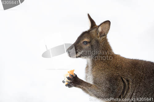 Image of Red-necked Wallaby in snowy winter