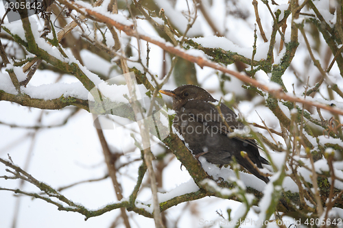 Image of female of Common blackbird bird