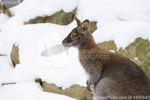 Image of Red-necked Wallaby in snowy winter