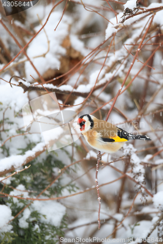 Image of small bird European goldfinch in winter