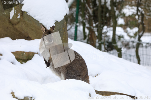 Image of Red-necked Wallaby in snowy winter