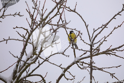 Image of beautiful small bird great tit in winter